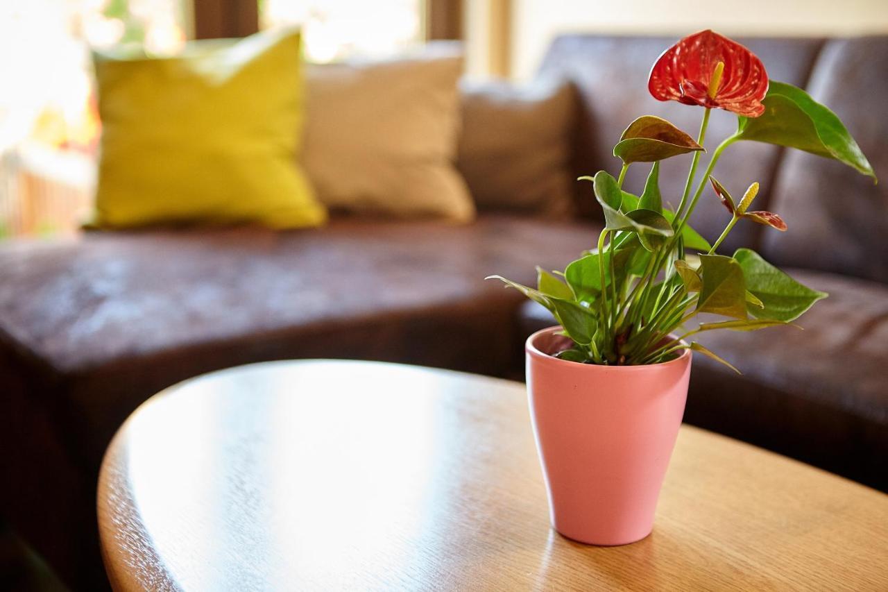 Apartament Rozelor Braşov Eksteriør bilde